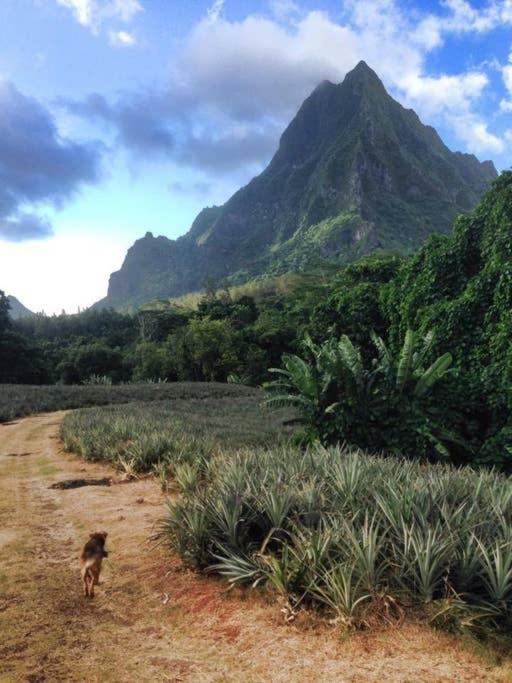 Fare Haurevaiti Moorea Paopao Exterior foto